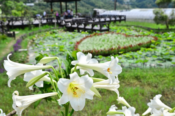 四季周圍也有會有不同花卉可以欣賞。（圖片來源／台北市政府工務局）