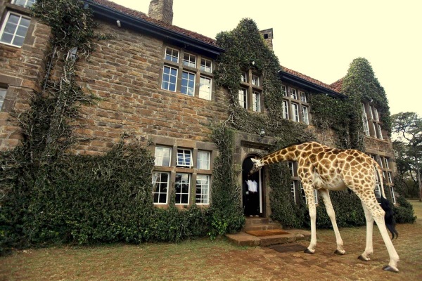 Giraffe Manor是位在肯亞一家隱身在叢林中的酒店。（圖片來源／Giraffe Manor）