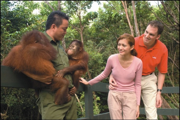 能看到紅毛猩猩等多種野生動物。（圖片來源／travelandbeyond）