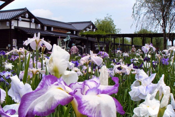 日本茨城縣舉行水鄉潮來菖蒲花祭。（圖片來源／茨城縣）