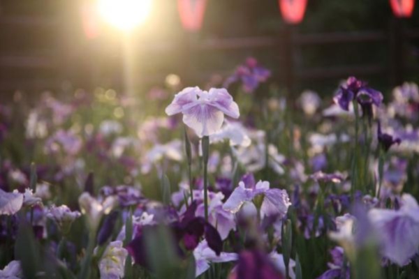 水鄉潮來菖蒲園種植500多種菖蒲。（圖片來源／茨城縣）