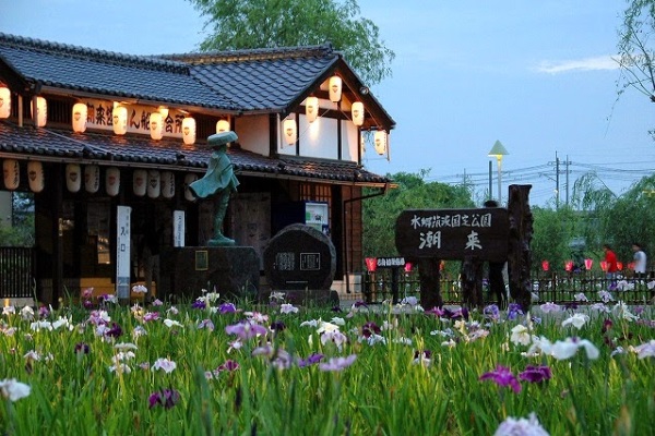 菖蒲花盛開美景。（圖片來源／茨城縣）