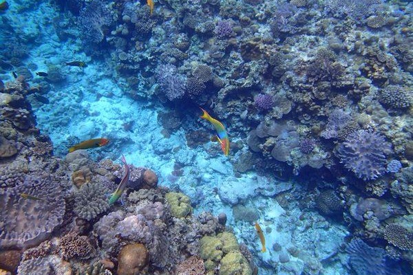 豐富的珊瑚礁資源也讓水納島成為浮潛勝地之一。（圖片來源／rimjapan）