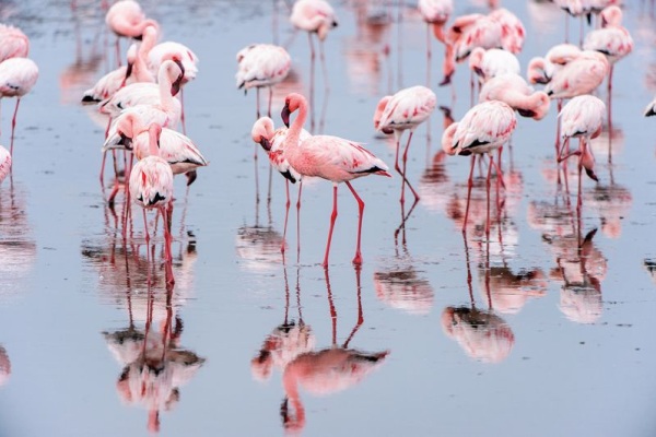 超過300萬隻紅鶴棲息於此。（圖片來源／shutterstock）