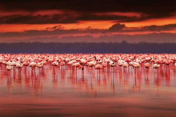 納庫魯湖國家公園是世界最大的紅鶴賞鳥勝地。（圖片來源／shutterstock）