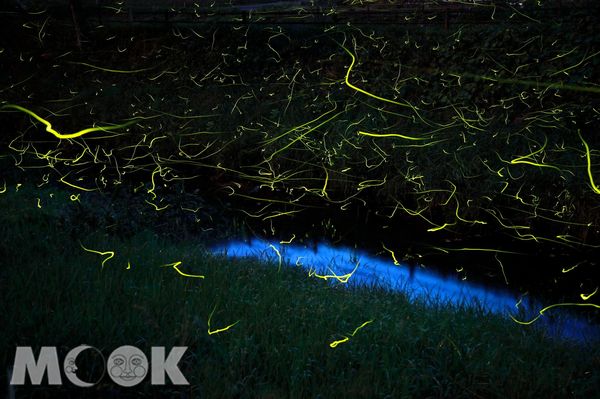 來鱒淵地區體驗漫天螢光的夏夜。（圖片提供／樂天旅遊）