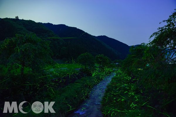 來飛鳥川一帯有許多地方可欣賞到美麗的螢火蟲。（圖片提供／樂天旅遊）