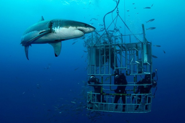 墨西哥瓜達盧佩島是著名的觀賞大白鯊地點。（圖片來源／globalsharkdives）