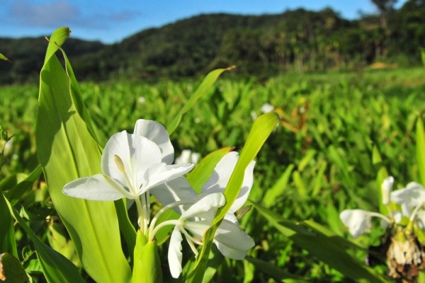 馨香森林 X 花海路跑  牡丹野薑花季登場