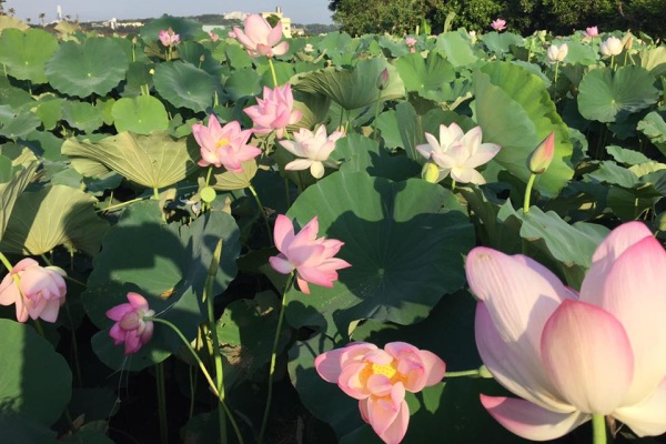 中社荷花季登場 六頃花海展霸氣