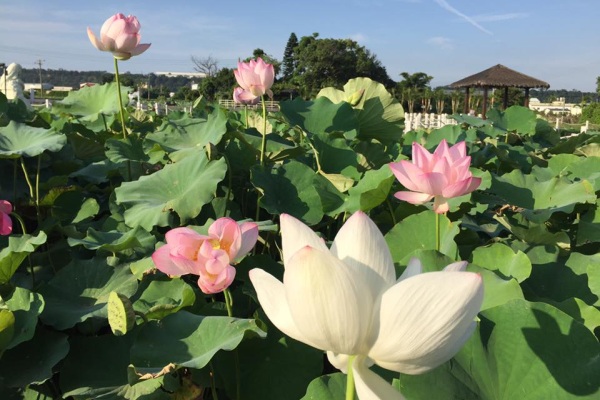 荷花池種植各色花種。（圖片來源／中社觀光花市）