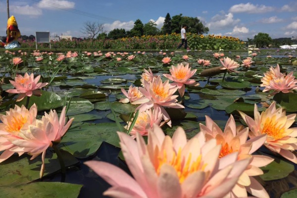 夏日和風徐徐中一同賞花。（圖片來源／中社觀光花市）