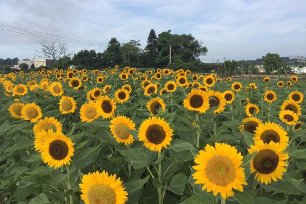 另外還有向日葵等其他花卉。（圖片來源／中社觀光花市）