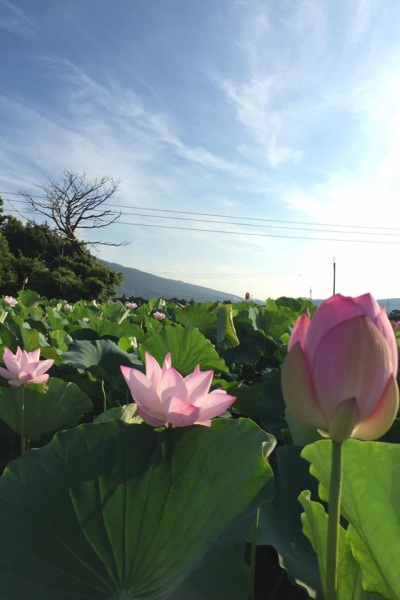 中社花市打造繽紛的花海美景。（圖片來源／中社觀光花市）