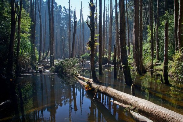 枯木與水中倒影形成忘憂森林的特殊景觀。（圖片來源／南投縣政府）