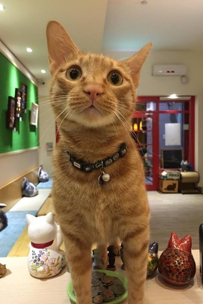 可愛的貓咪店長隨時會在店內幫忙招呼客人。（圖片來源／貓旅行咖啡輕食館）