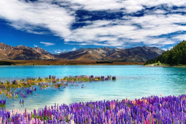 蒂卡波湖畔開滿各種顏色的魯冰花。（圖片來源／feel-planet）