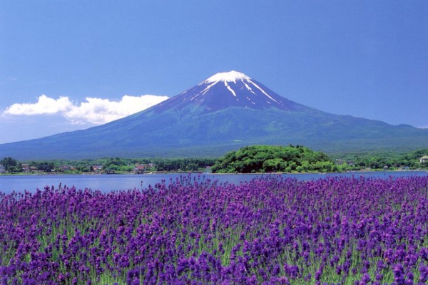 夏天湖畔邊畫開滿浪爛的薰衣草。（圖片來源／fuji-kawaguchiko）