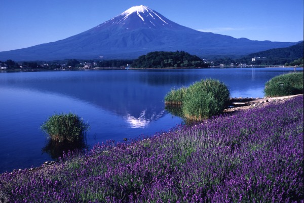 空氣中瀰漫著迷人的薰衣草香氣。（圖片來源／fujisan）