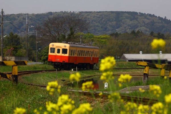 坐在列車裡從窗戶外欣賞鄉村田野的迷人風景。（圖片來源／kiha200kiha52）