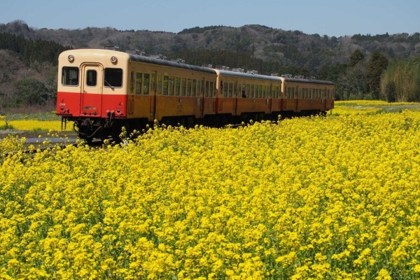 小湊鐵道列車從油菜花田中緩緩駛過。（圖片來源／Camekichi）