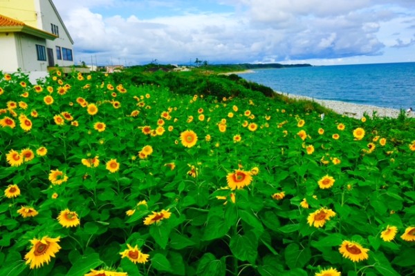 橘黃色的美麗花朵與湛藍的海洋，交織出令人難以忘懷的夏日美景。（圖片來源／kotoura-machi）