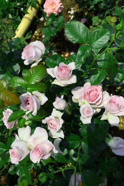 種植遍植近百種的玫瑰花。（圖片來源／雅聞七里香玫瑰森林）