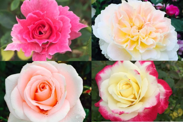 種植近百種、上萬株的玫瑰花。（圖片來源／雅聞七里香玫瑰森林）