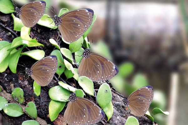 茂林是紫斑蝶的棲息地。（圖片提供／茂林國家風景區）