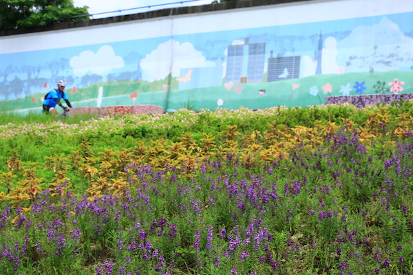 河濱公園花海綻放 賞花約會好去處