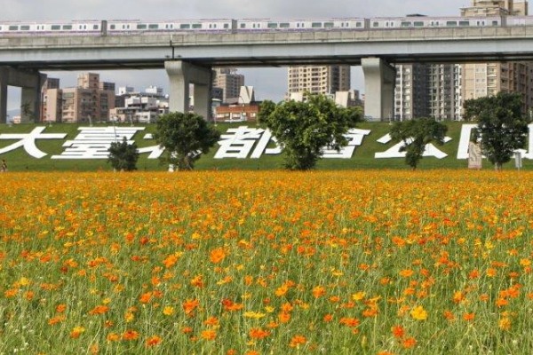 幸福水漾公園 波斯菊免費採回家