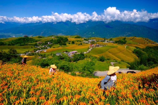 富里鄉六十石山為全台兩大高山金針產地之一。（圖片來源／行政院農委會）