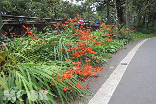 阿里山路旁邊坡隨處可見橘紅色的射干菖蒲。（圖片提供／嘉義林務局）