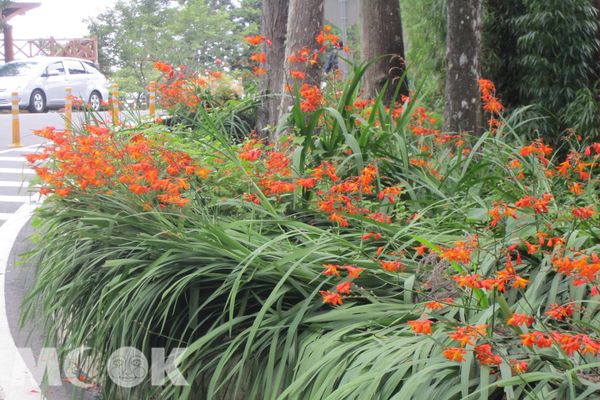 阿里山處處橘紅色的璀璨，燃起賞花的熱潮。（圖片提供／嘉義林務局）