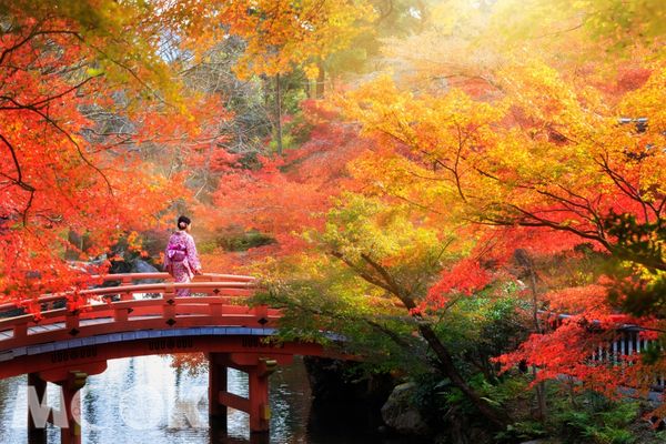 歷史悠久的京都，欣賞日式古城與建築之美。（圖片提供／Agoda聰明旅遊情報）