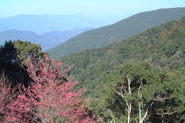 藤枝國家森林遊樂區紅綠相間的山景。(圖片來源／交通部觀光局)