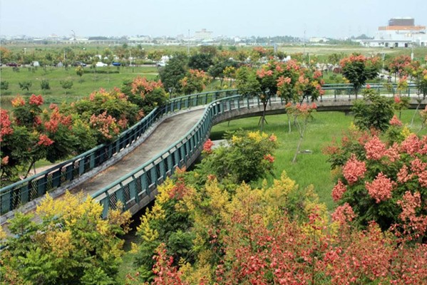 台南安定區安定湖公園的臺灣欒樹。(圖片來源／台南市政府觀旅局)