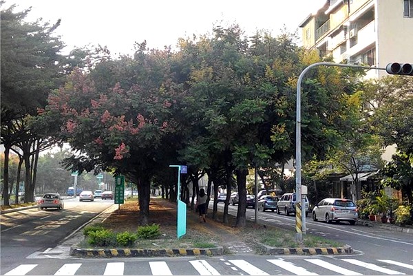 台南北區東豐路的臺灣欒樹。(圖片來源／台南市政府觀旅局)