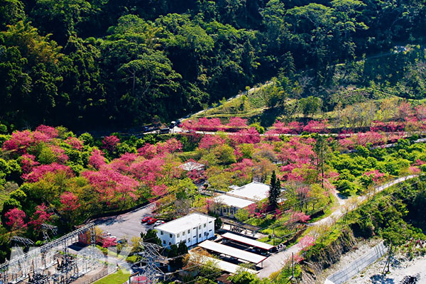 園區內種植大片櫻樹，是內行人才知的賞櫻秘境。(圖片提供／台灣電力公司）