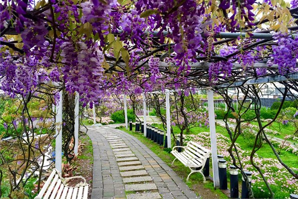 紫藤咖啡園每年四月有漂亮的紫藤花盛開。(圖片來源／紫藤咖啡園)