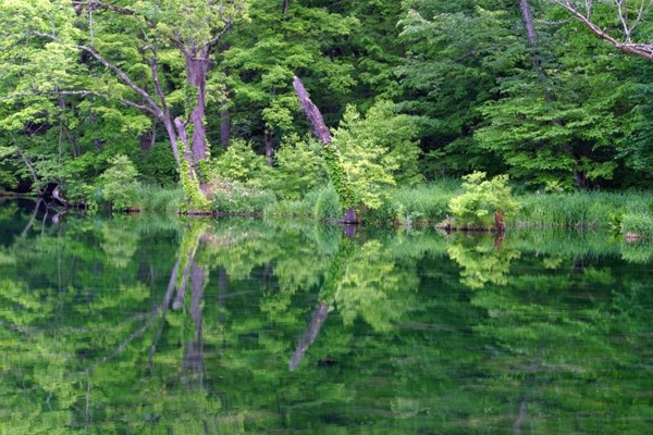 富良野鳥沼公園美景。(圖片來源／富良野觀光協會)