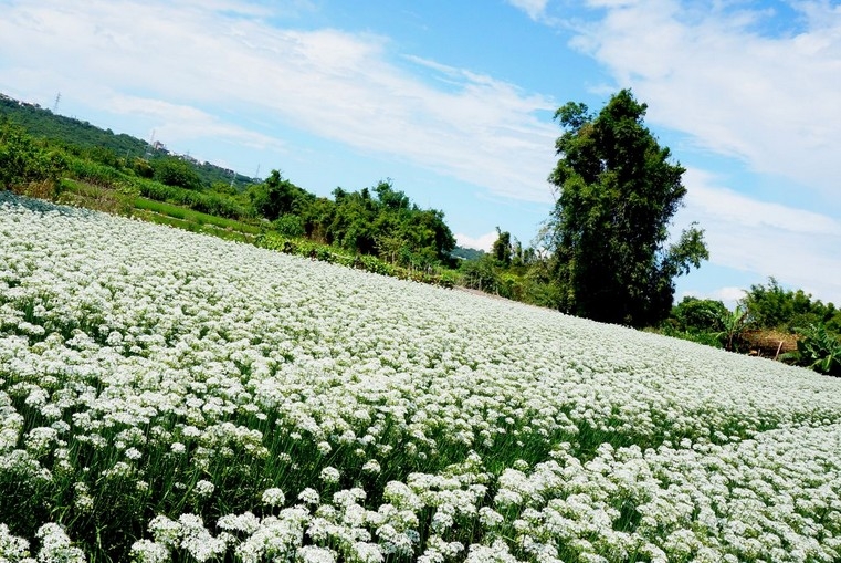 白色韭菜花海值得欣賞。(圖片來源／桃園縣環境保護局）