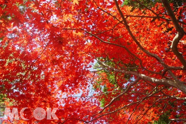 日本楓葉季即將展開。（圖片提供／東武鉄道）