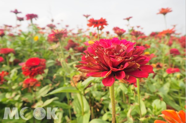 新屋九斗彩虹花園漂亮的大花海！(攝影／MOOK景點家張盈盈)