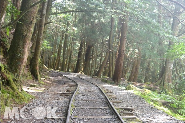 特富野古道美麗的林蔭山徑。（圖片提供／林務局嘉義林區管理處）