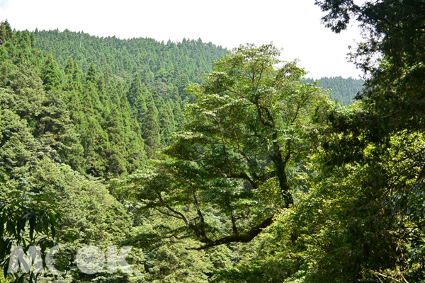 特富野古道上的雲葉。（圖片提供／林務局嘉義林區管理處）