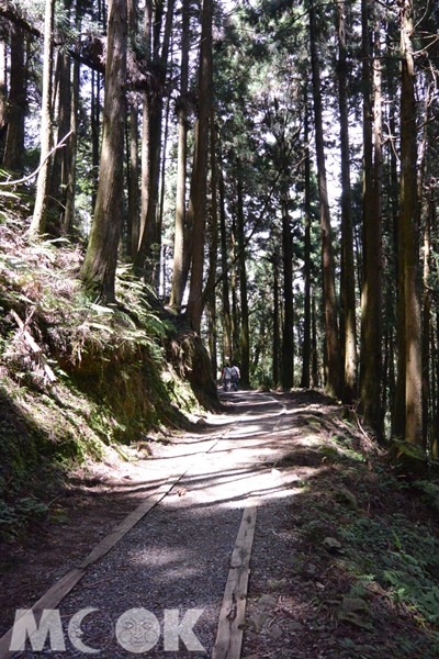 特富野古道非常適合徒步欣賞山林美景。（圖片提供／林務局嘉義林區管理處）