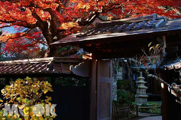 東慶寺的紅葉最佳觀賞時期於11月下旬至12月底之間。（圖片提供／樂天旅遊）