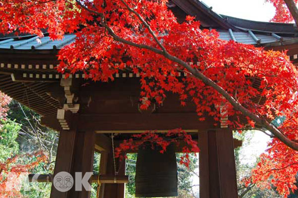 門前的紅葉隧道迎接著來參拜的遊客。（圖片提供／樂天旅遊）