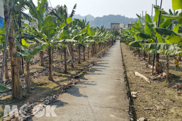 賽道規劃讓跑友真的跑過香蕉園。（圖片提供／旗山馬拉松）